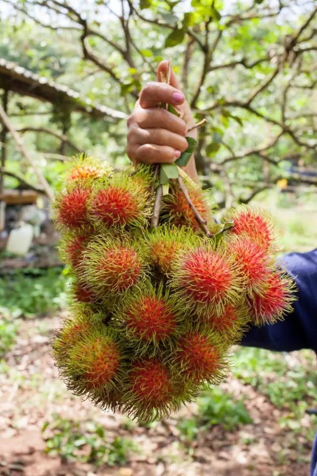 泰国红毛丹果园,泰国荔枝红毛丹