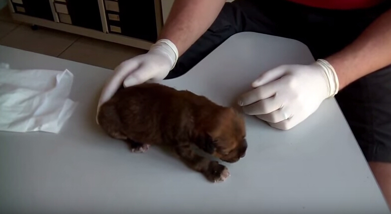 狗狗刚出生就被咬死,狗狗刚出生被轧死