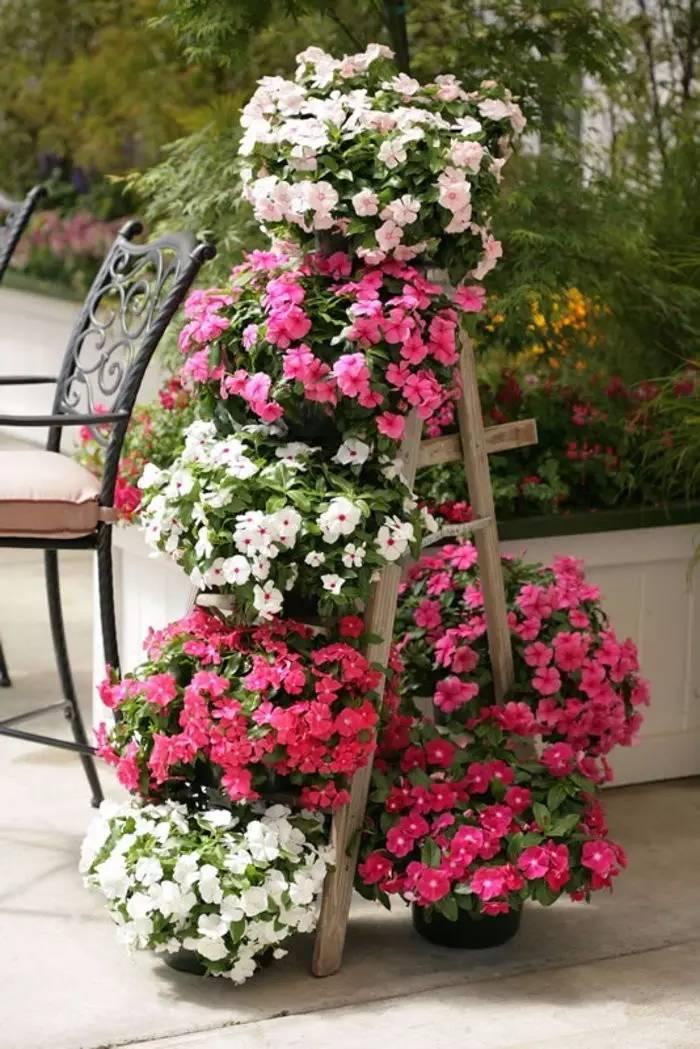 常见草本植物图片大全,十种罕见又美丽的植物图片