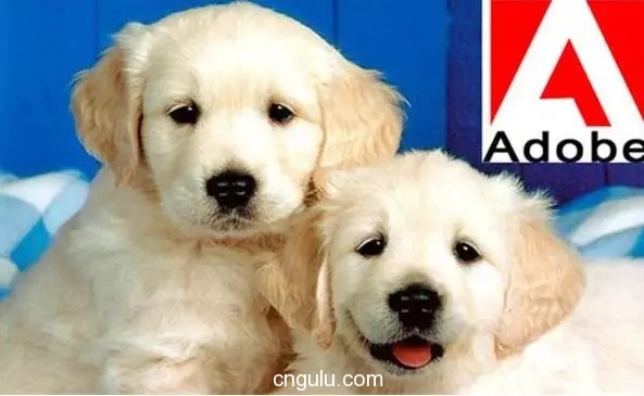 盘点公司给的奇葩福利,科技公司福利大全