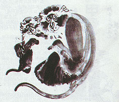 国画猴子作品寓意,国画猴子的基本画法