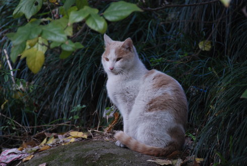 现在去新昌大佛寺能看到大佛吗,天下第一大佛新昌