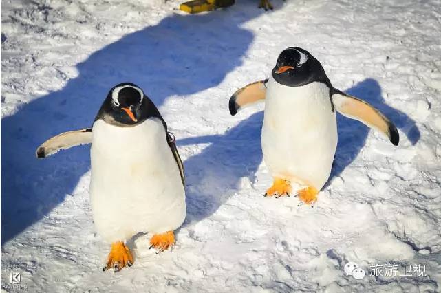 胡歌霍建华最美的场景视频,胡歌霍建华冬天游玩
