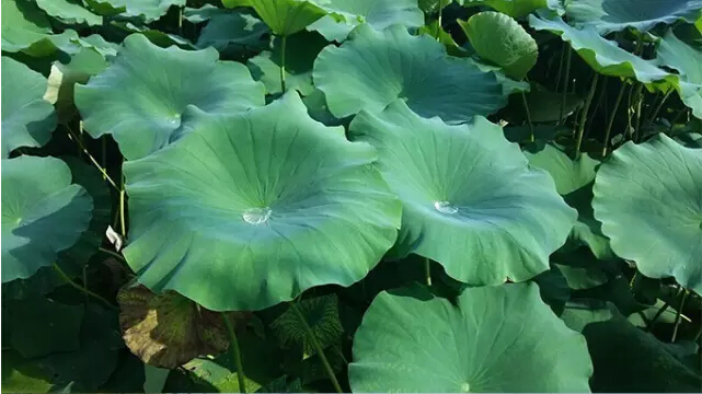 婀栧寳鏋濇睙涓夊畞,婀栧寳涓夊畞濂藉悧