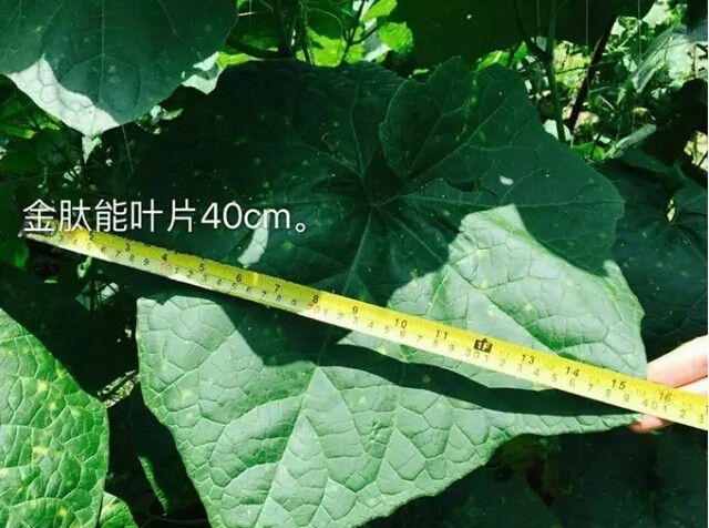 婀栧寳鏋濇睙涓夊畞,婀栧寳涓夊畞濂藉悧