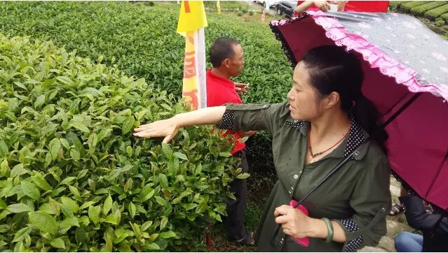 婀栧寳鏋濇睙涓夊畞,婀栧寳涓夊畞濂藉悧