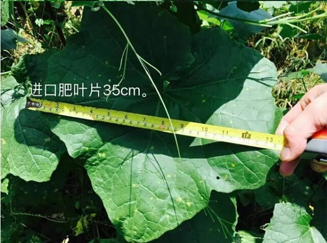 婀栧寳鏋濇睙涓夊畞,婀栧寳涓夊畞濂藉悧