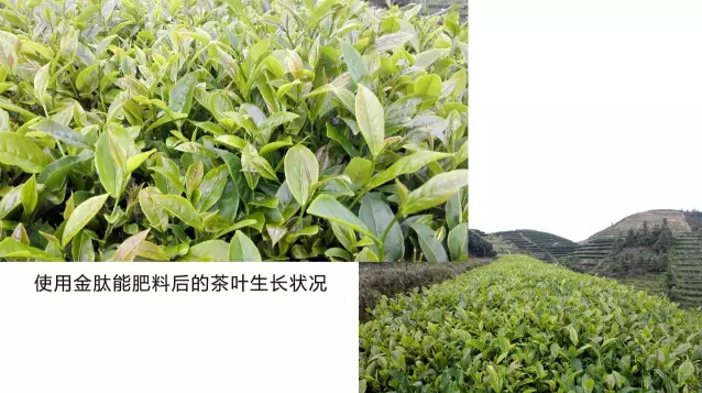 婀栧寳鏋濇睙涓夊畞,婀栧寳涓夊畞濂藉悧