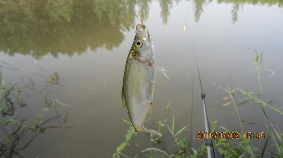野河垂钓遇见桥洞,野河钓鱼惊喜