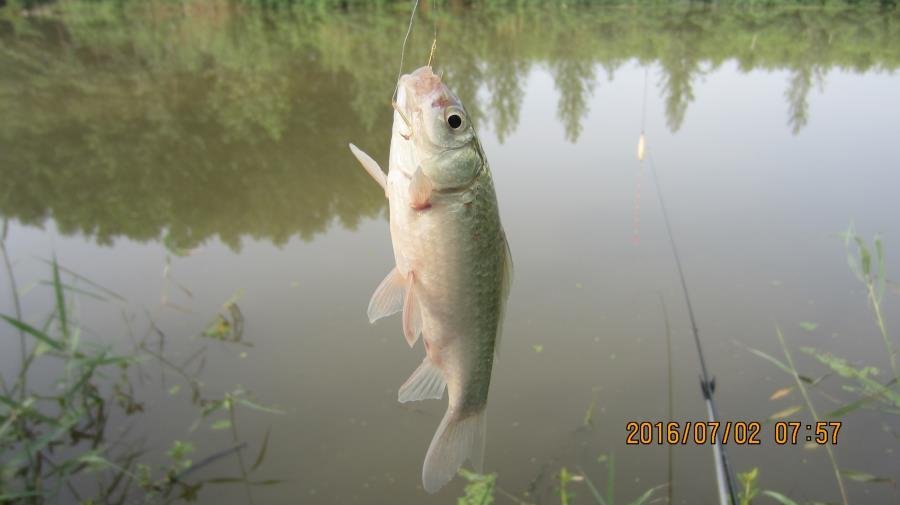 野河垂钓遇见桥洞,野河钓鱼惊喜