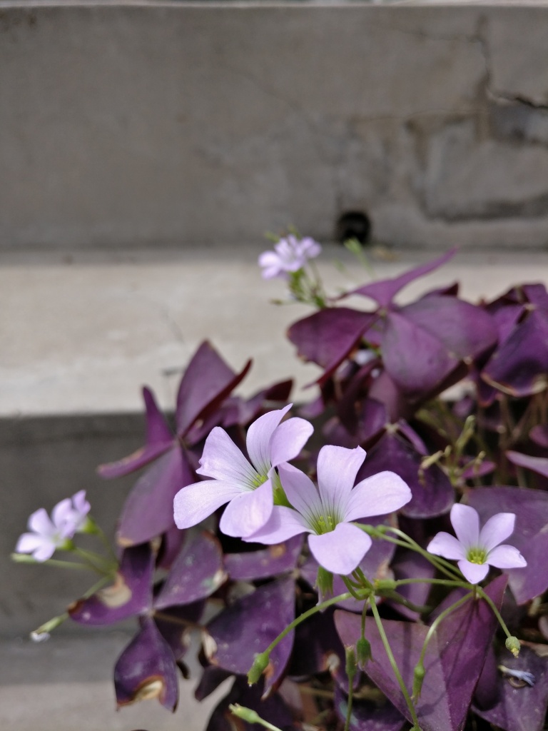 旗舰杀手手机,旗舰杀手红米