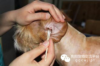 经验丨狗狗得了螨虫莫发愁掌握方法是关键！