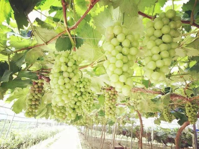 暑假去哪儿到白坭采摘夏日味道,暑假去哪玩新疆