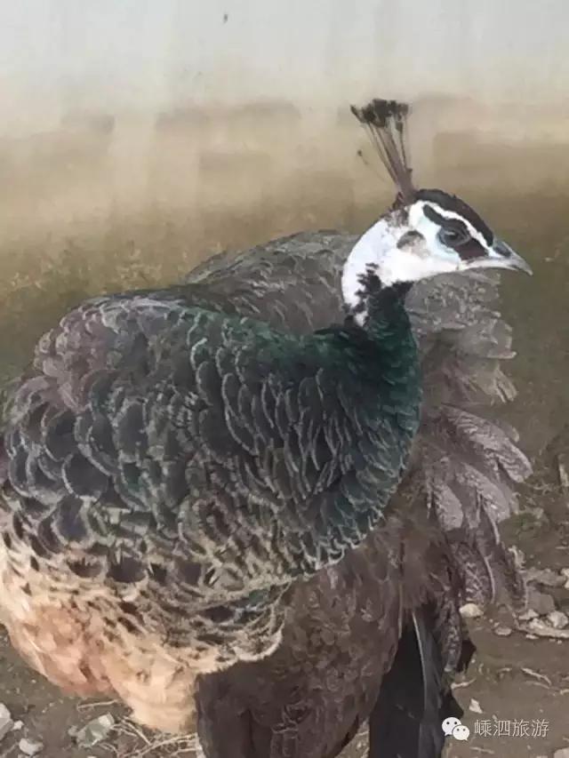 嵊泗基湖沙滩,嵊泗列岛的基湖沙滩