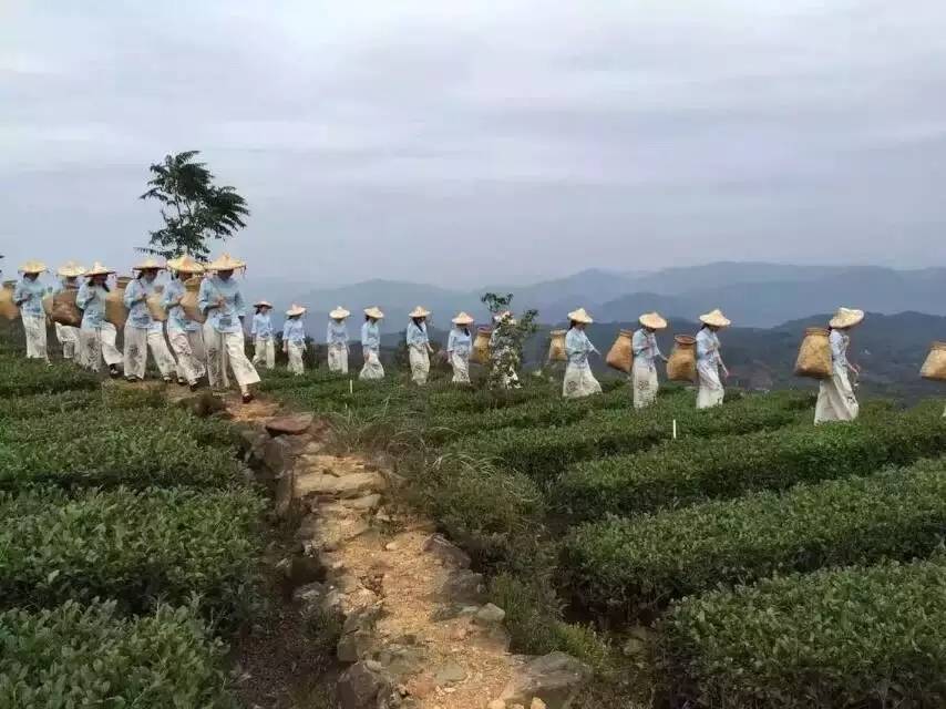 上万茶商触网，这个县城如何成为中国茶叶电商第一县