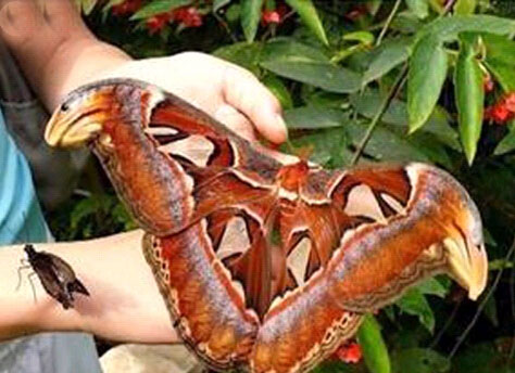 动物奇缘发生在哪里,动物奇缘完整版