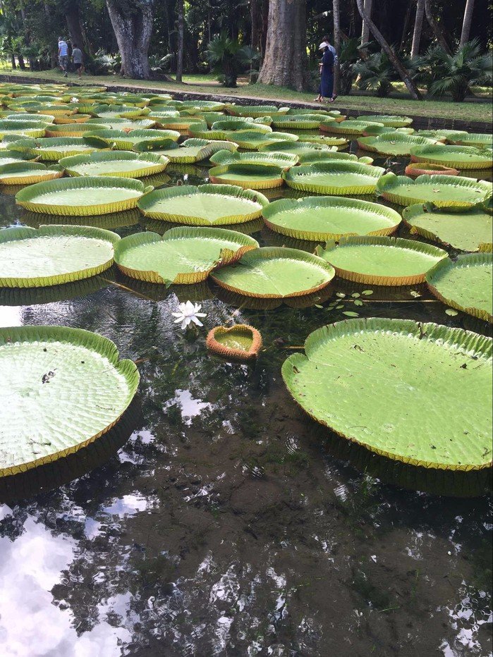 毛里求斯豪华游旅游攻略,浪漫的巴厘岛之旅