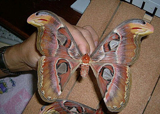 动物奇缘发生在哪里,动物奇缘完整版