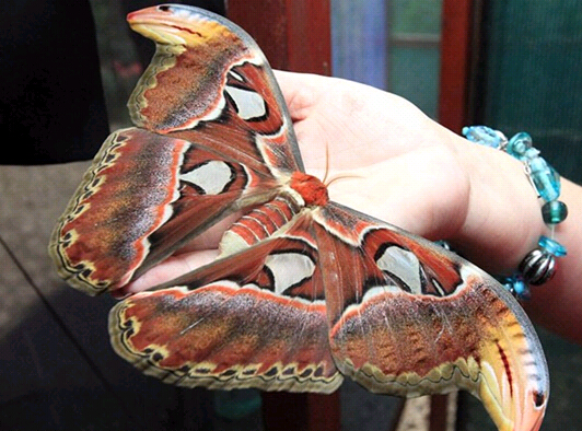 动物奇缘发生在哪里,动物奇缘完整版