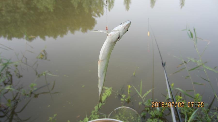 野河垂钓遇见桥洞,野河钓鱼惊喜
