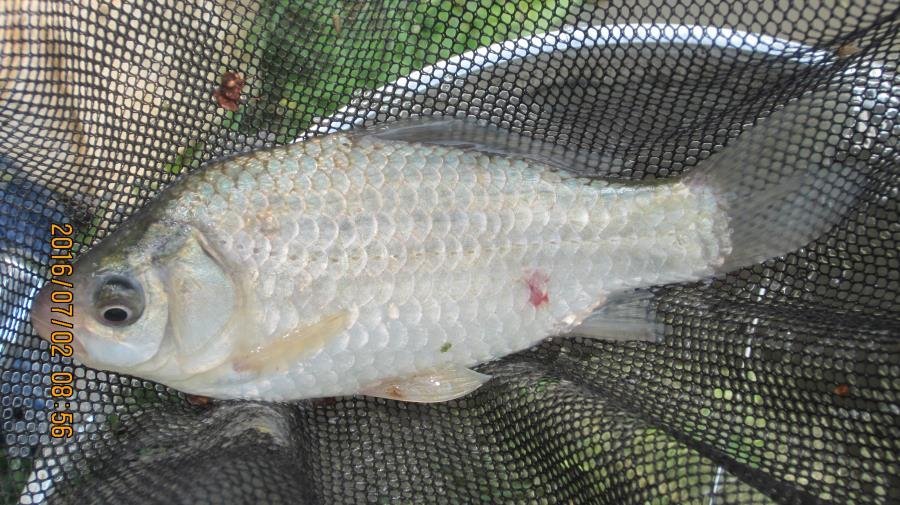 野河垂钓遇见桥洞,野河钓鱼惊喜