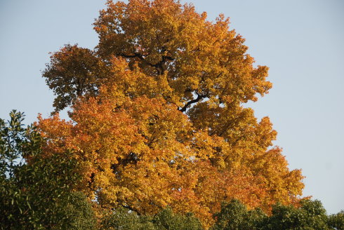 现在去新昌大佛寺能看到大佛吗,天下第一大佛新昌