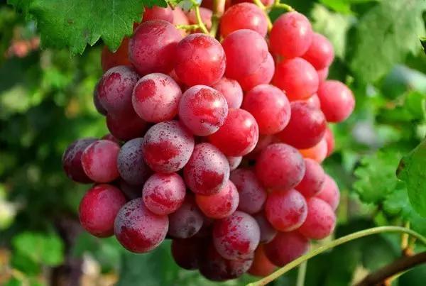 暑假去哪儿到白坭采摘夏日味道,暑假去哪玩新疆