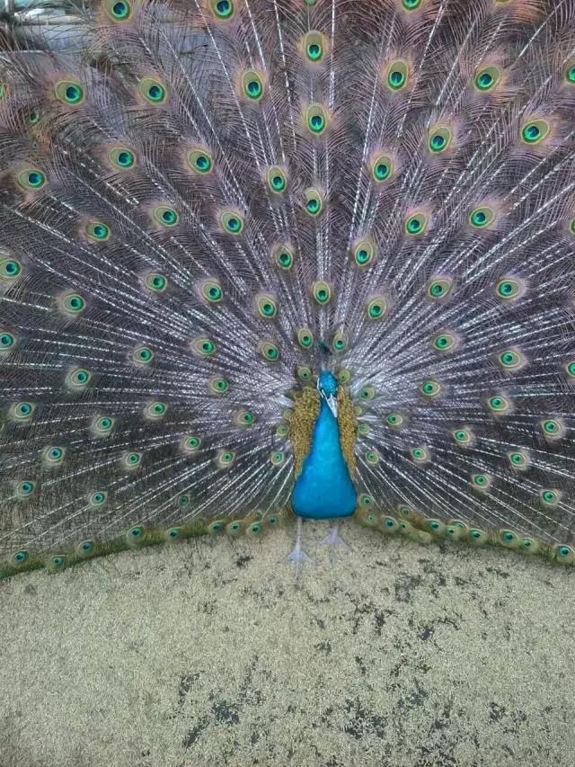 暑假去哪儿到白坭采摘夏日味道,暑假去哪玩新疆