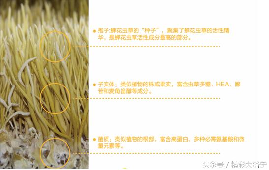 冬虫夏草和金蝉花有什么关系,金蝉花比冬虫夏草早几年入药