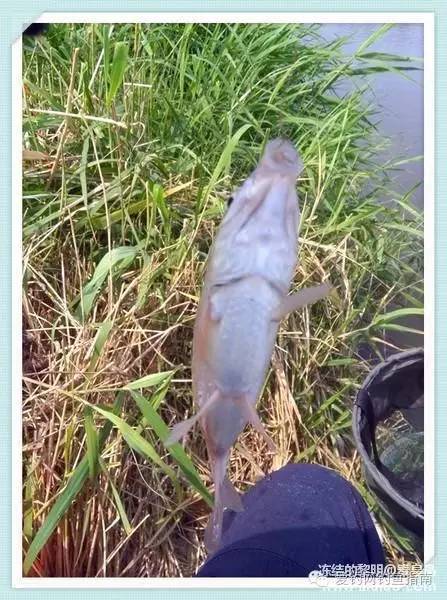 周日垂钓,洋河钓鲫鱼