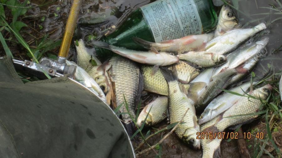 野河垂钓遇见桥洞,野河钓鱼惊喜