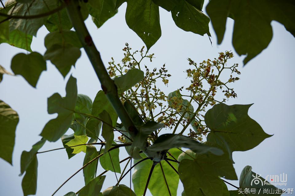 梧桐树真的能招来凤凰吗,梧桐树真的能引来凤凰吗