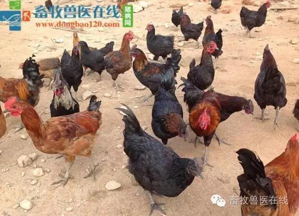 肉鸡后期肠道药有哪些,肉鸡吃料慢是什么原因