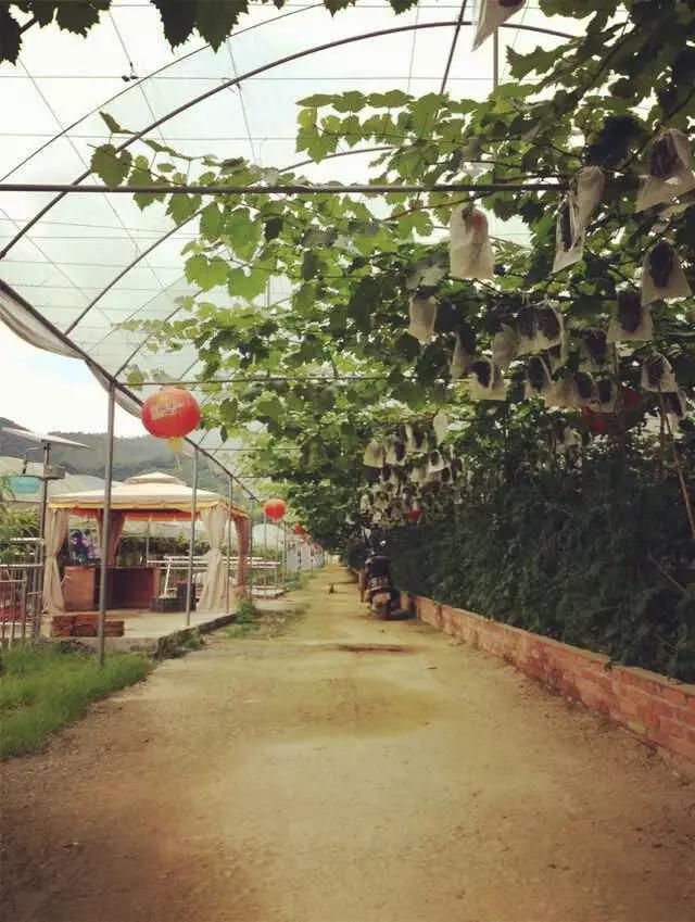 暑假去哪儿到白坭采摘夏日味道,暑假去哪玩新疆