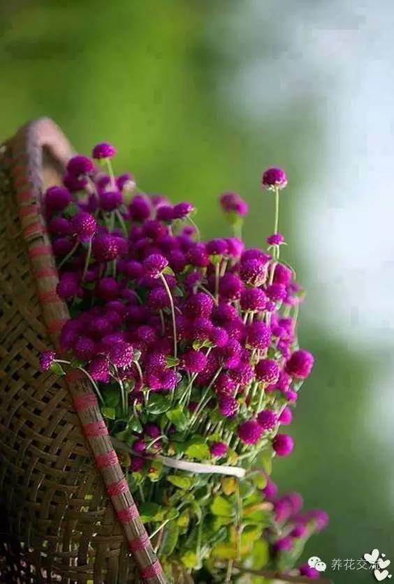 干花制作后怎么用,玫瑰干花怎么做成手工永久保存