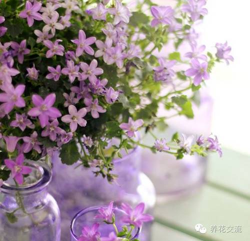 干花制作后怎么用,玫瑰干花怎么做成手工永久保存