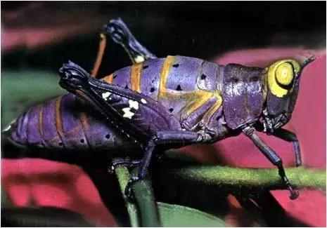 太原惊现史上最虐心的蝶萤文化节！爱我就带我去与蝶共舞、与萤作