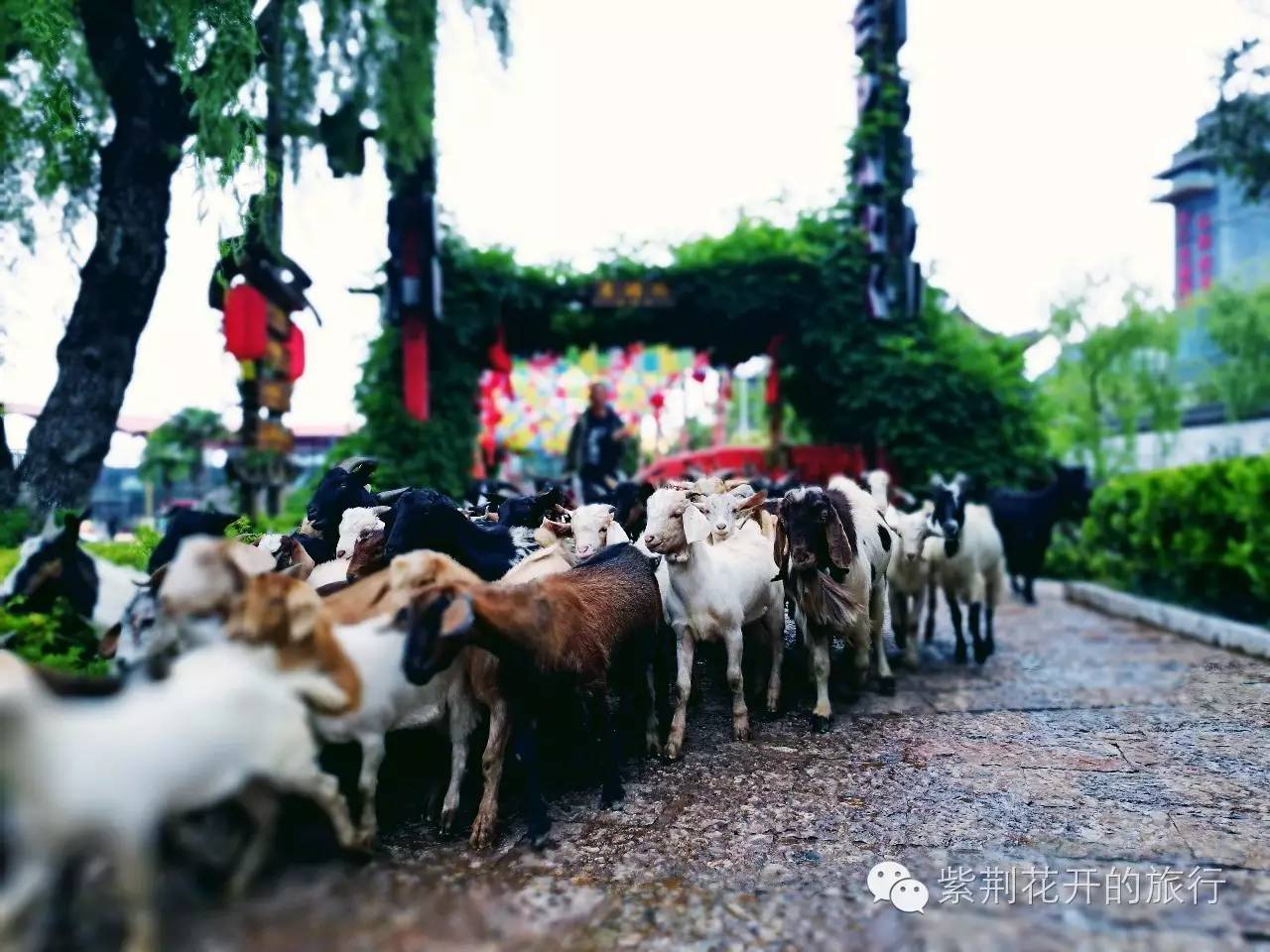 丽江飞越峡谷,丽江飞越