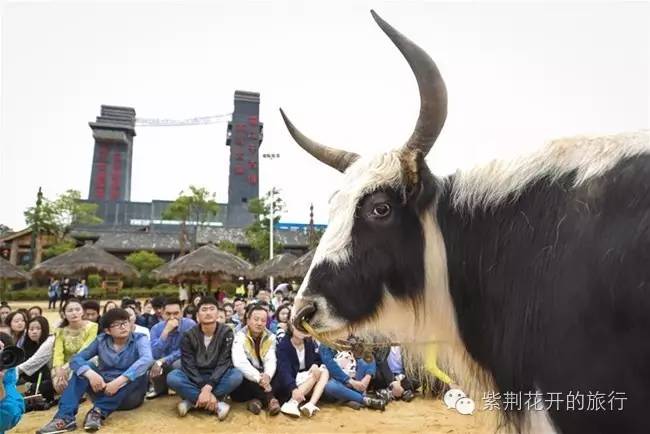 丽江飞越峡谷,丽江飞越
