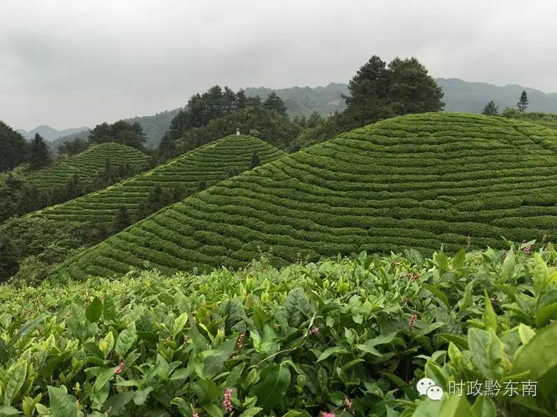 雷山县银球茶西江展现店,贵州省雷山县银球茶