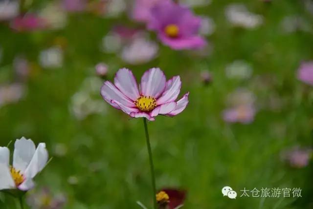 吃完这100种美食、看过这100种风景，可能再也离不开太仓！