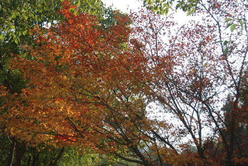 现在去新昌大佛寺能看到大佛吗,天下第一大佛新昌
