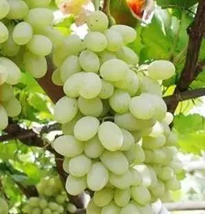 推荐几款好吃又好种的葡萄品种,葡萄里面哪个品种最甜最好吃