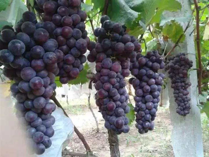 推荐几款好吃又好种的葡萄品种,葡萄里面哪个品种最甜最好吃