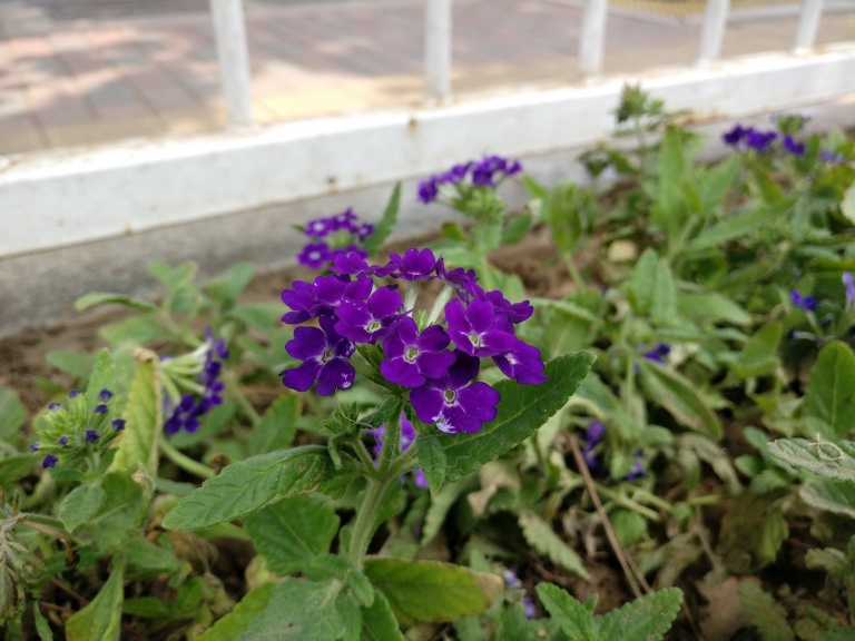 旗舰杀手手机,旗舰杀手红米