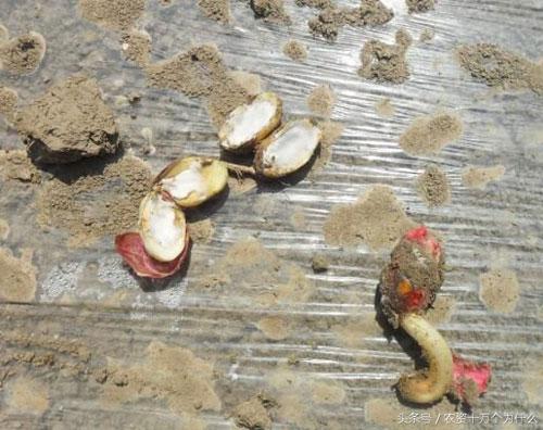 专治花生根腐病烂根死苗,花生死苗烂根怎样防治