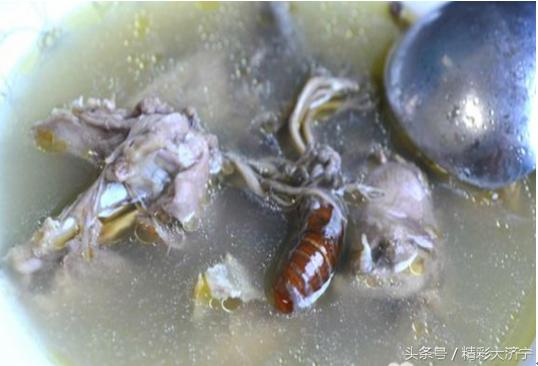 冬虫夏草和金蝉花有什么关系,金蝉花比冬虫夏草早几年入药