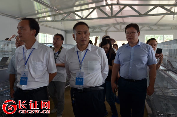 贵州普安长毛兔,黔西南普安县长毛兔