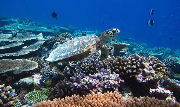 美佳航空途牛,马尔代夫美佳航空飞机