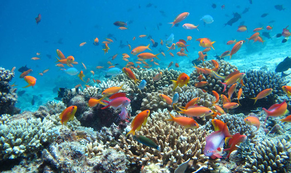 美佳航空途牛,马尔代夫美佳航空飞机